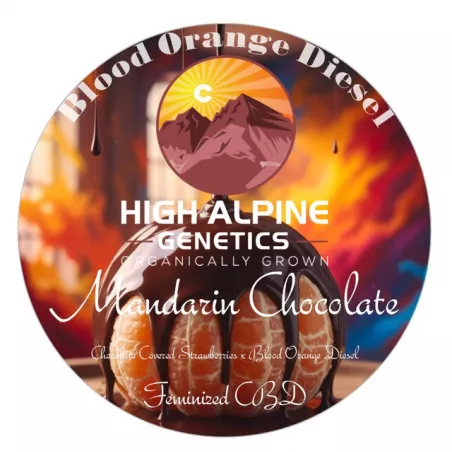 Mandarin Chocolate - High Alpine Genetics - Les jardins de Bouddha