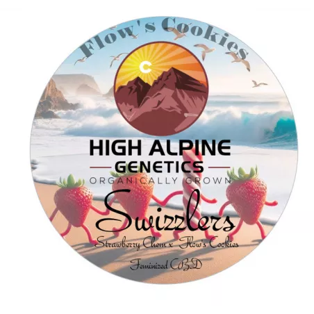 Swizzlers - High Alpine Genetics - Les jardins de Bouddha