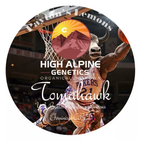 Tomahawk - High Alpine Genetics - Les jardins de Bouddha