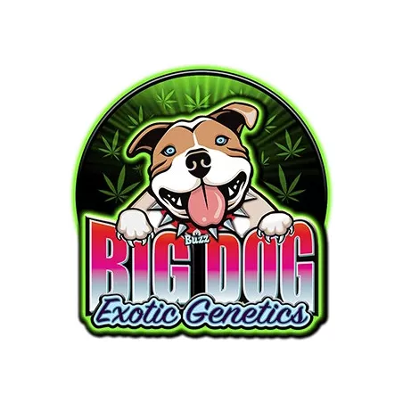 big dog exotics genetics - godfather og cbd