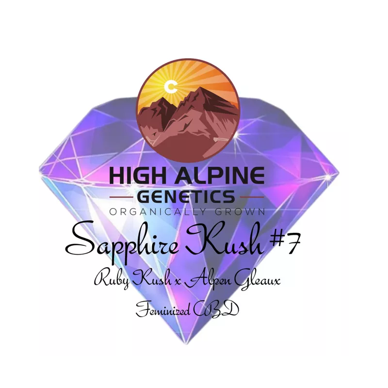 Sapphire Kush #7 - High Alpine Genetics - Les jardins de Bouddha