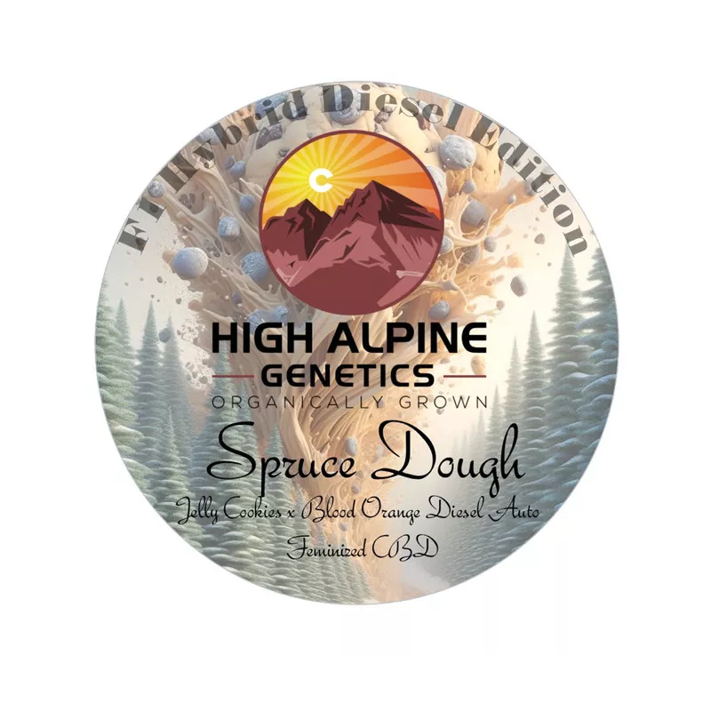 Spruce Dough - High Alpine Genetics - Les jardins de Bouddha