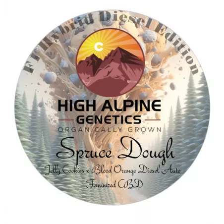 Spruce Dough - High Alpine Genetics - Les jardins de Bouddha
