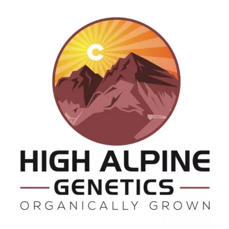 Bavarian Cream - High Alpine Genetics - Les jardins de bouddha