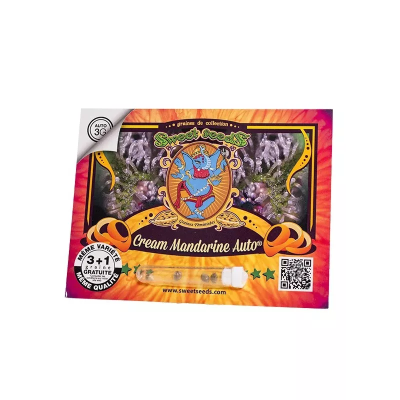 Cream Mandarine AUTO – Autofloraison Sweet Seeds