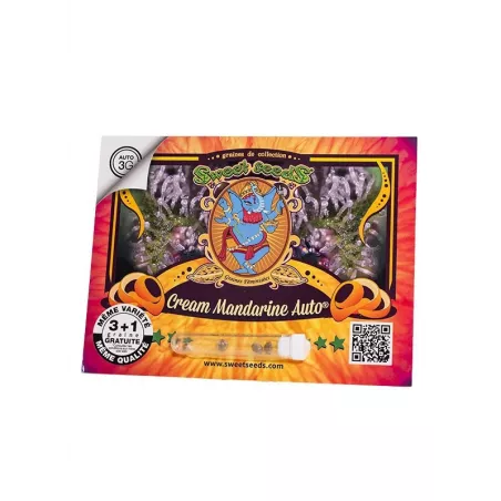 Cream Mandarine AUTO – Autofloraison Sweet Seeds