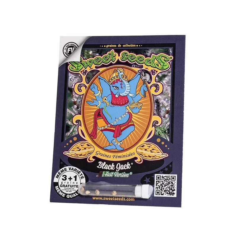 Black Jack F1 Fast Version – F1 Fast Version Sweet Seeds