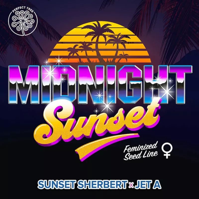 Midnight Sunset - Perfect Tree Seeds