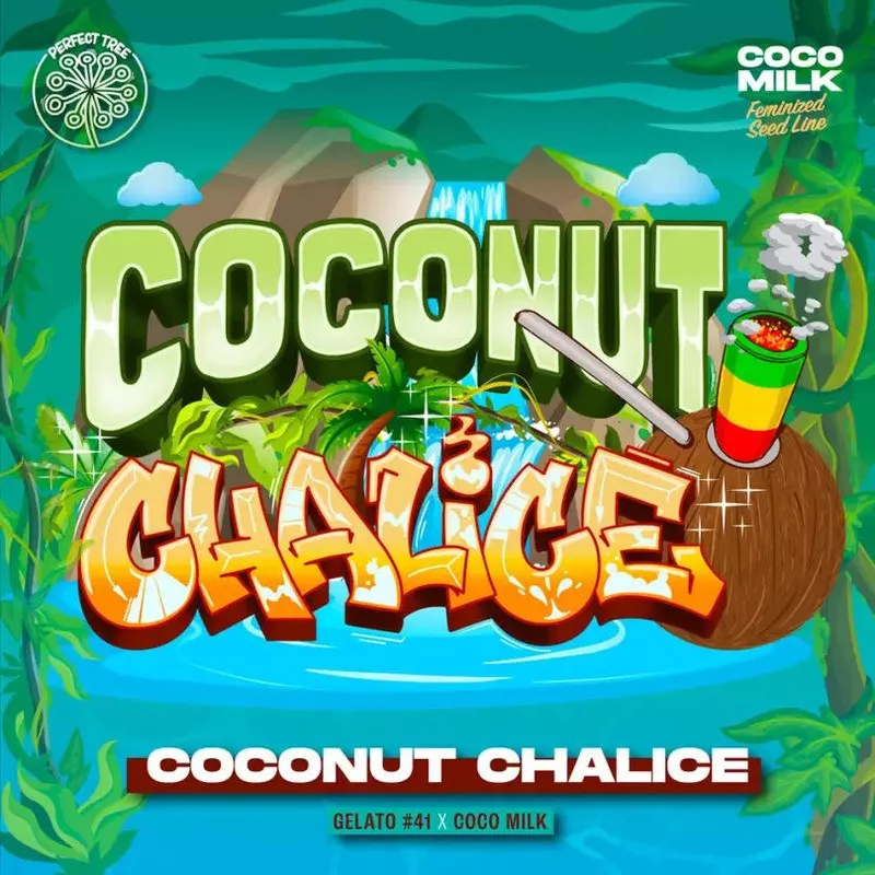 Coconut Chalice - Perfect Tree Seeds