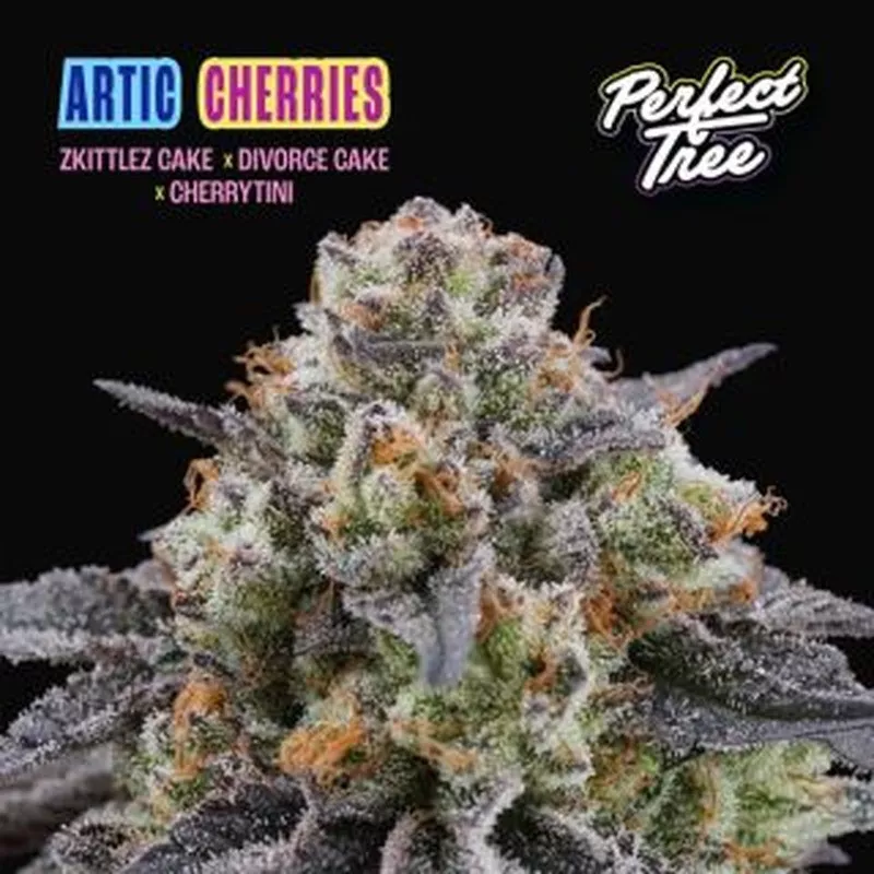 Artic Cherries – Féminisée Perfect Tree Seeds