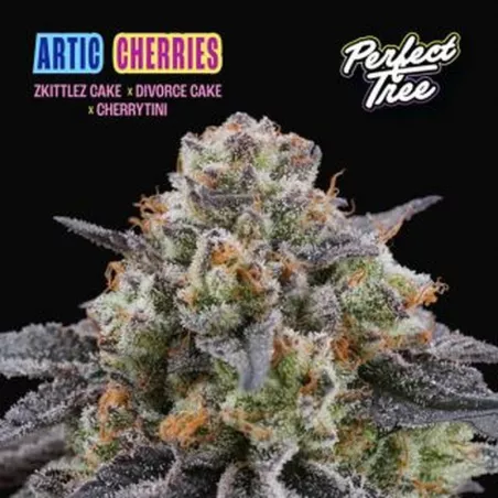 Artic Cherries – Féminisée Perfect Tree Seeds