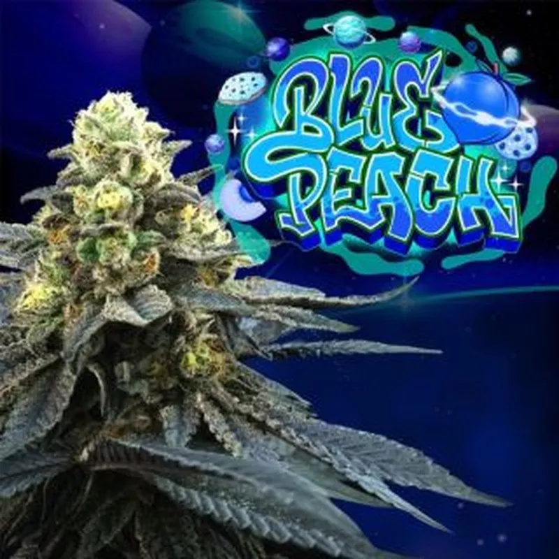 Blue Peach – Féminisée Perfect Tree Seeds