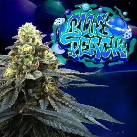Blue Peach – Féminisée Perfect Tree Seeds
