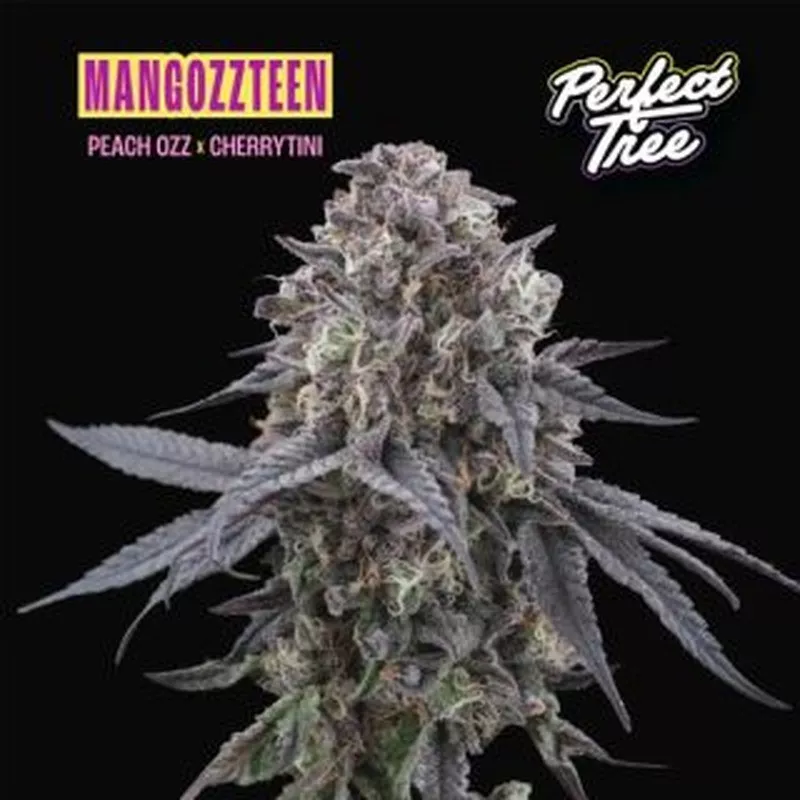 Mangozzteen – Feminized Perfect Tree Seeds