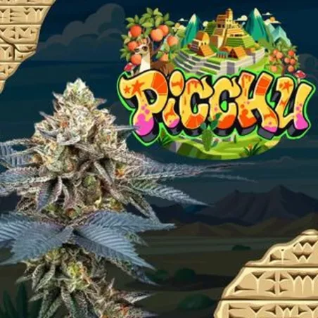 Picchu – Feminized Perfect Tree Seeds