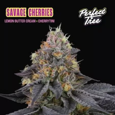 Savage Cherries – Feminized Perfect Tree Seeds