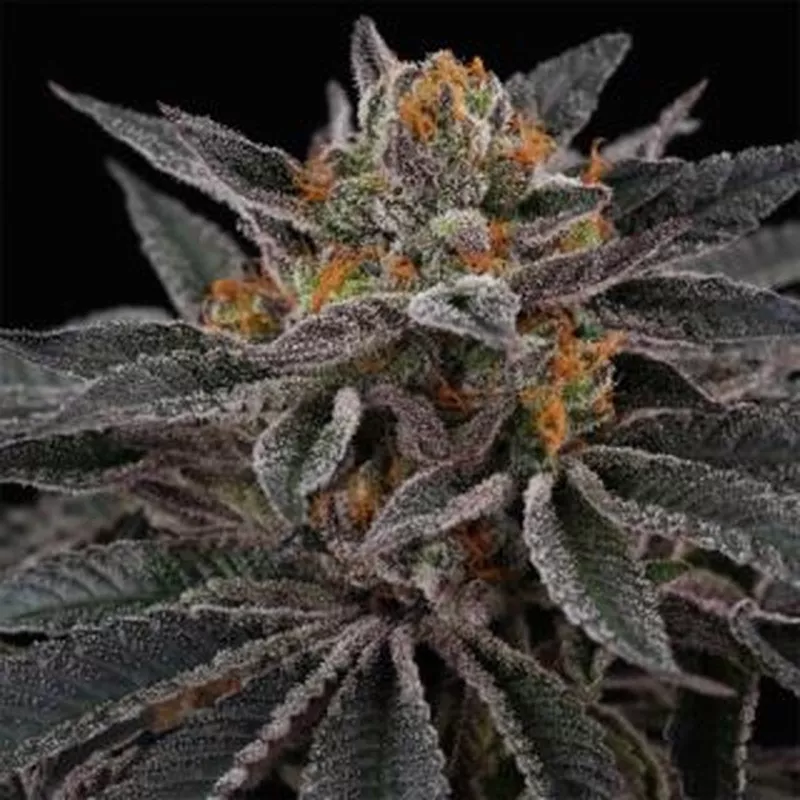 Sunset Cherries – Feminized Perfect Tree Seeds