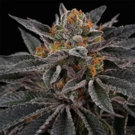 Sunset Cherries – Feminized Perfect Tree Seeds
