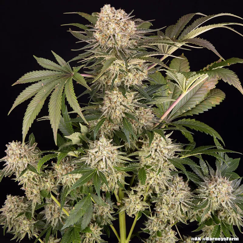 AK-47 – Feminized Barney's Farm