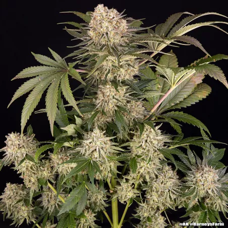 AK-47 – Feminized Barney's Farm