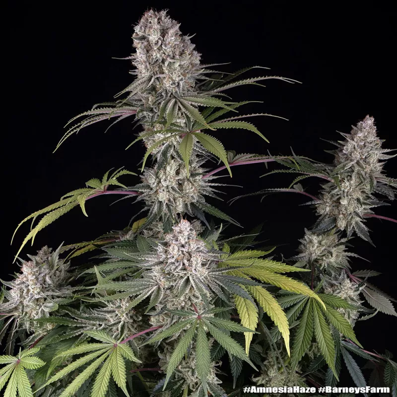 Amnesia Haze – Feminized Barney's Farm