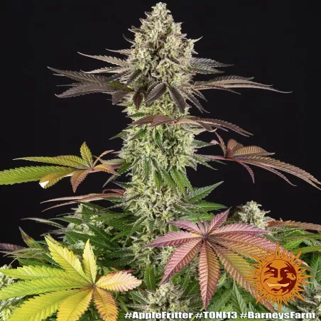 Apple Fritter – Feminized Barney's Farm