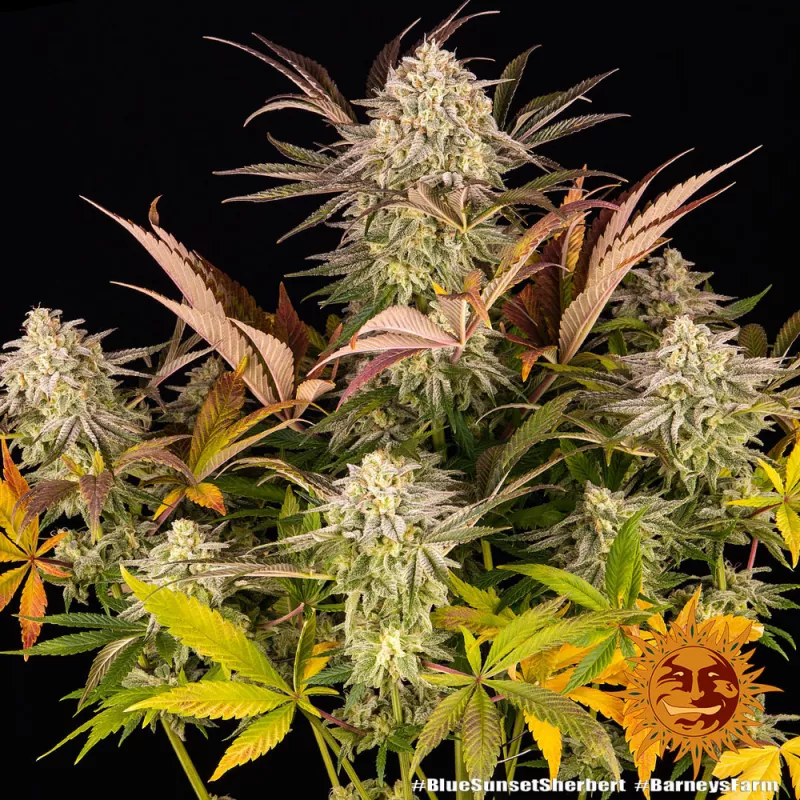 Blue Sunset Sherbet – Féminisée Barney's Farm