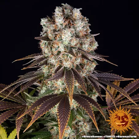 Bruce Banner – Feminized Barney's Farm