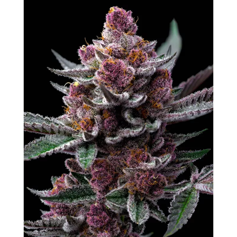 Cherry Poppers – Feminized Barney's Farm