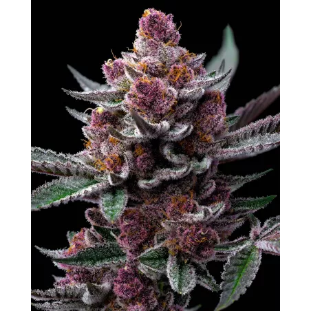 Cherry Poppers – Feminized Barney's Farm