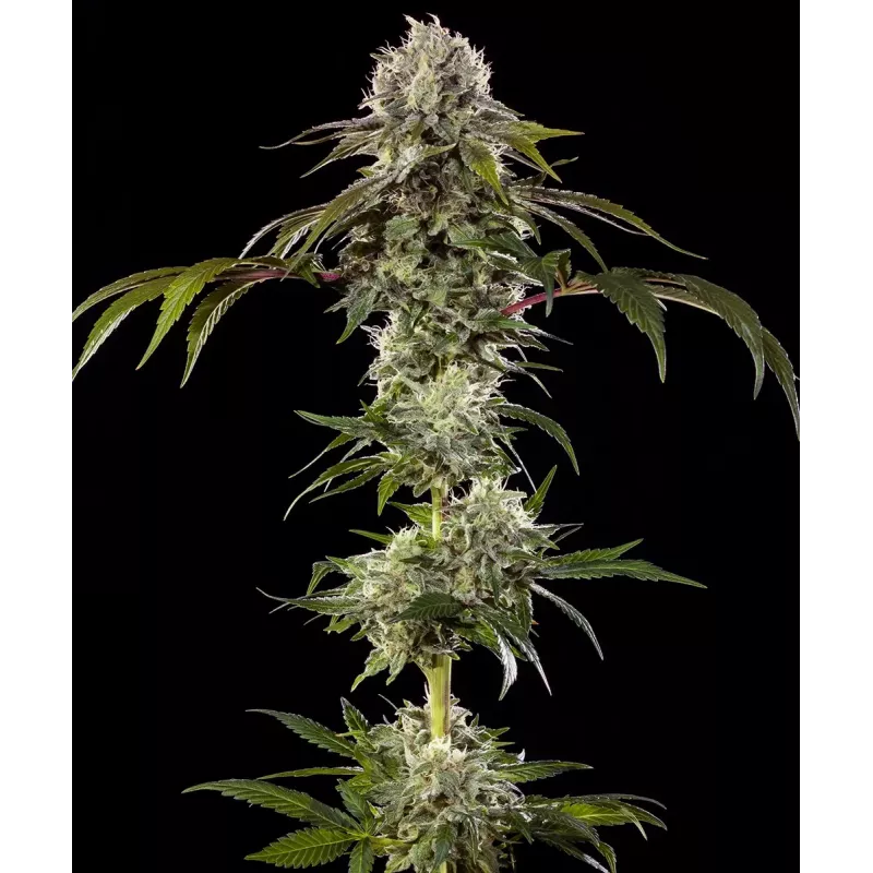 Durban Poison – Féminisée Barney's Farm