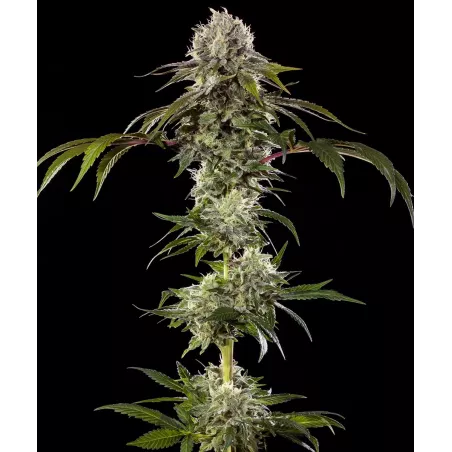 Durban Poison – Féminisée Barney's Farm