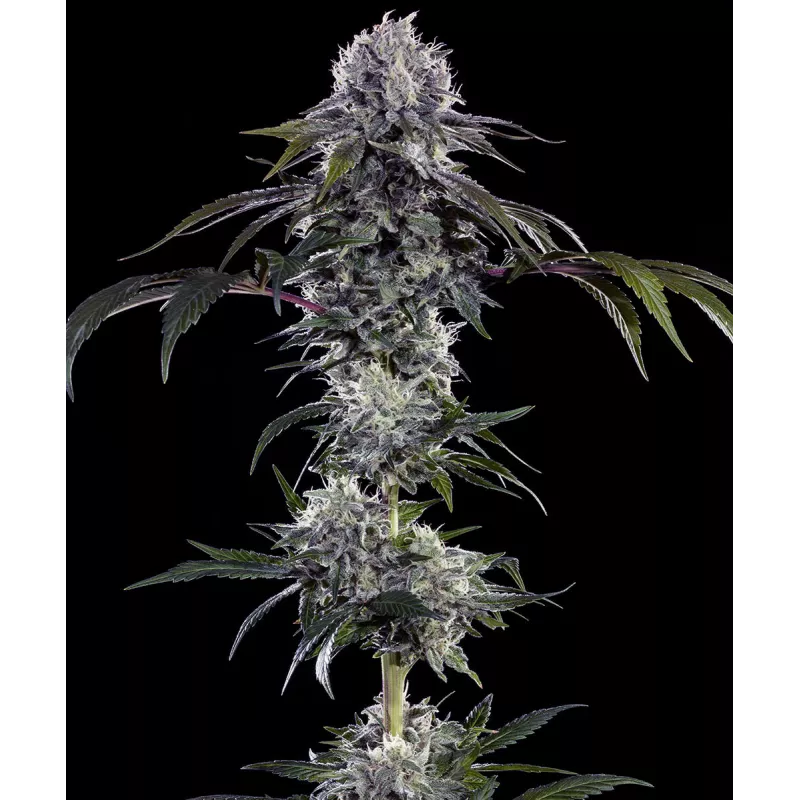 Durban Z – Féminisée Barney's Farm