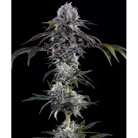 Durban Z – Féminisée Barney's Farm