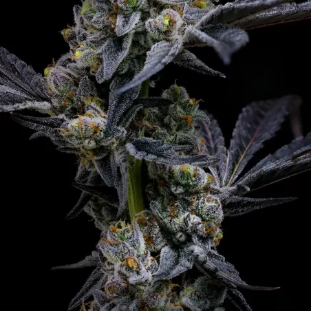 Garlic Cookies – Feminized Barney's Farm