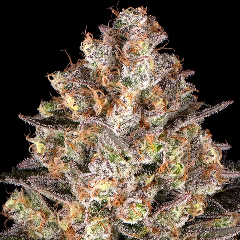 Hindu Kush – Feminized Barney's Farm
