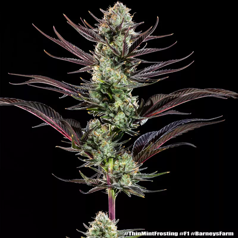 Thin Mint Frosting – Feminized Barney's Farm