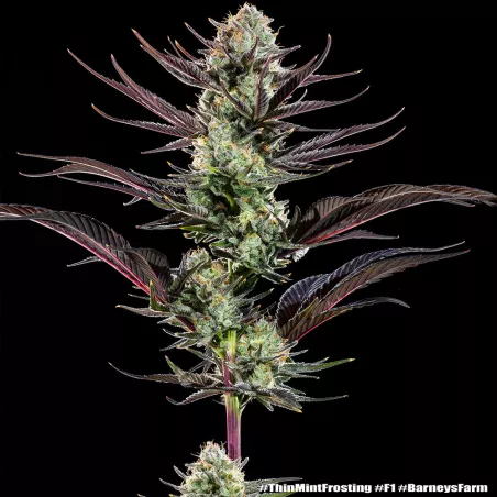 Thin Mint Frosting – Feminized Barney's Farm