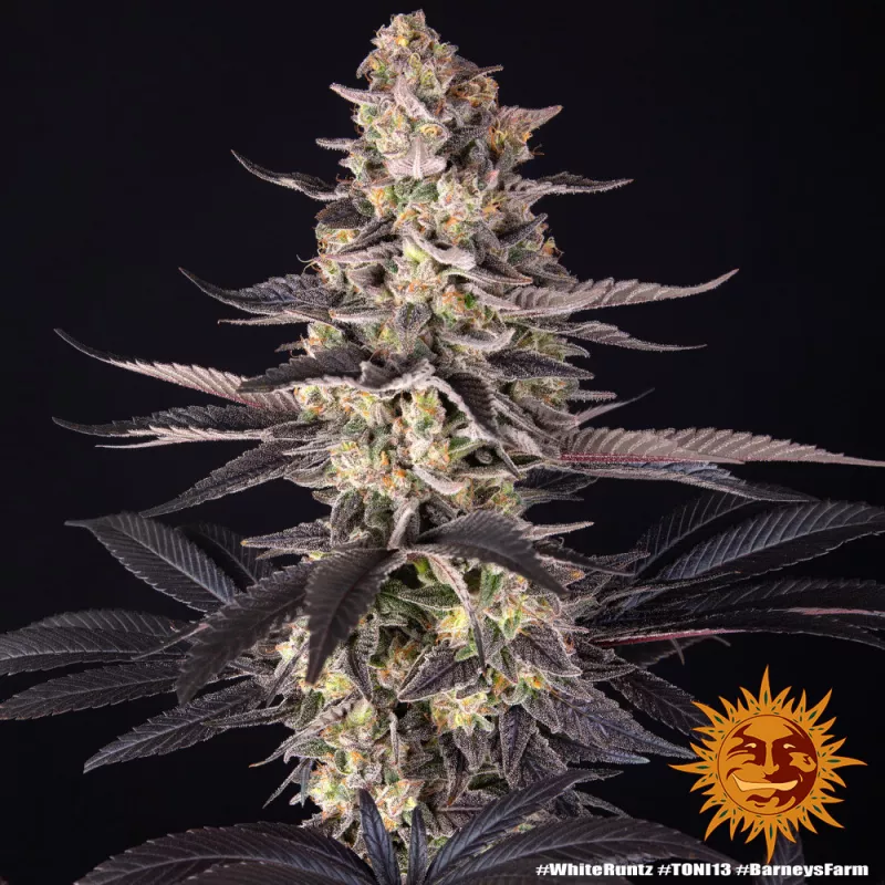 White Runtz – Feminized Barney's Farm