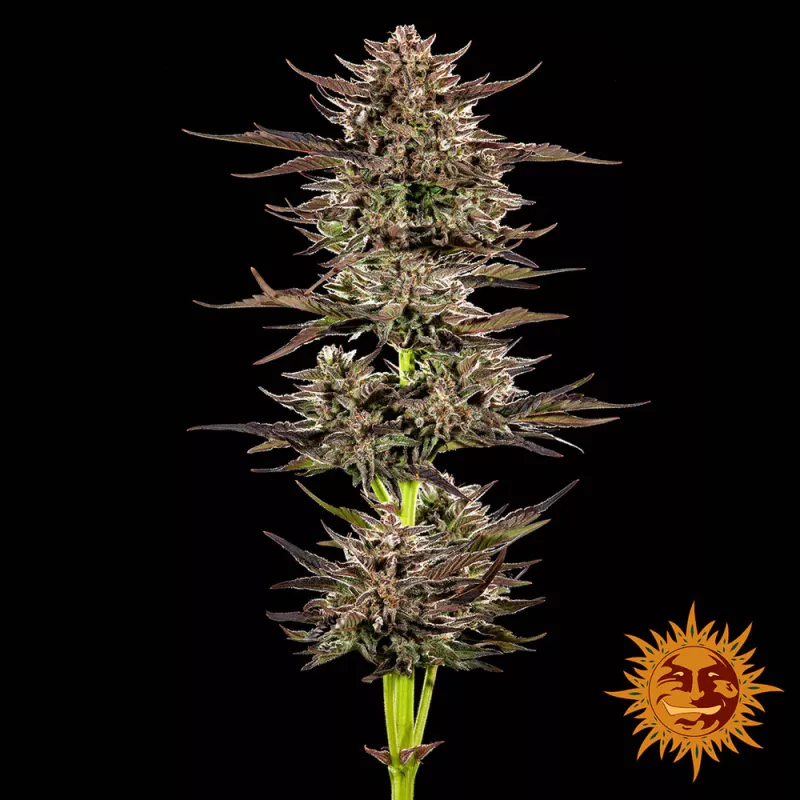 Auto Frosted Zinn x 3 Bears OG – Autoflowering Barney's Farm