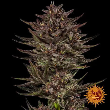 Auto Frosted Zinn x Cookie Dog – Autoflowering Barney's Farm