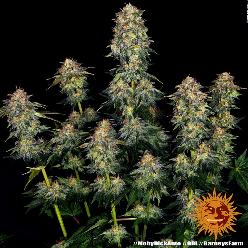 Auto Moby Dick – Autoflowering Barney's Farm