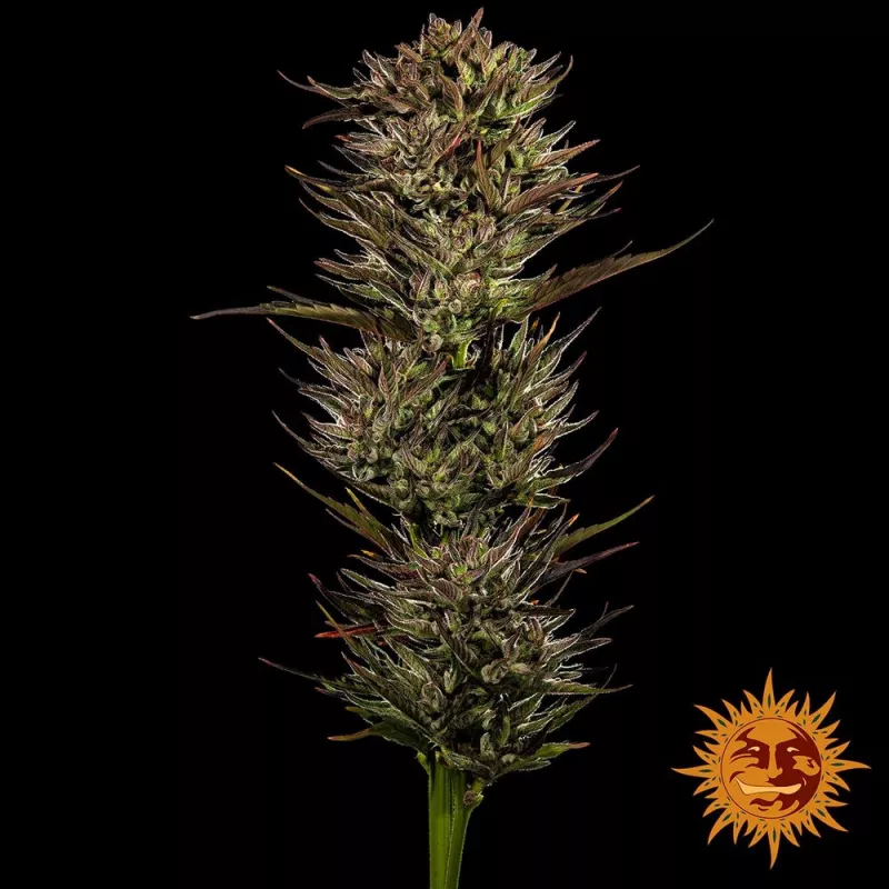 Auto Thin Mint x Sour Pinot – Autoflowering Barney's Farm