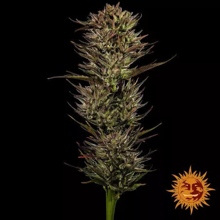 Auto Thin Mint x Sour Pinot – Autoflowering Barney's Farm