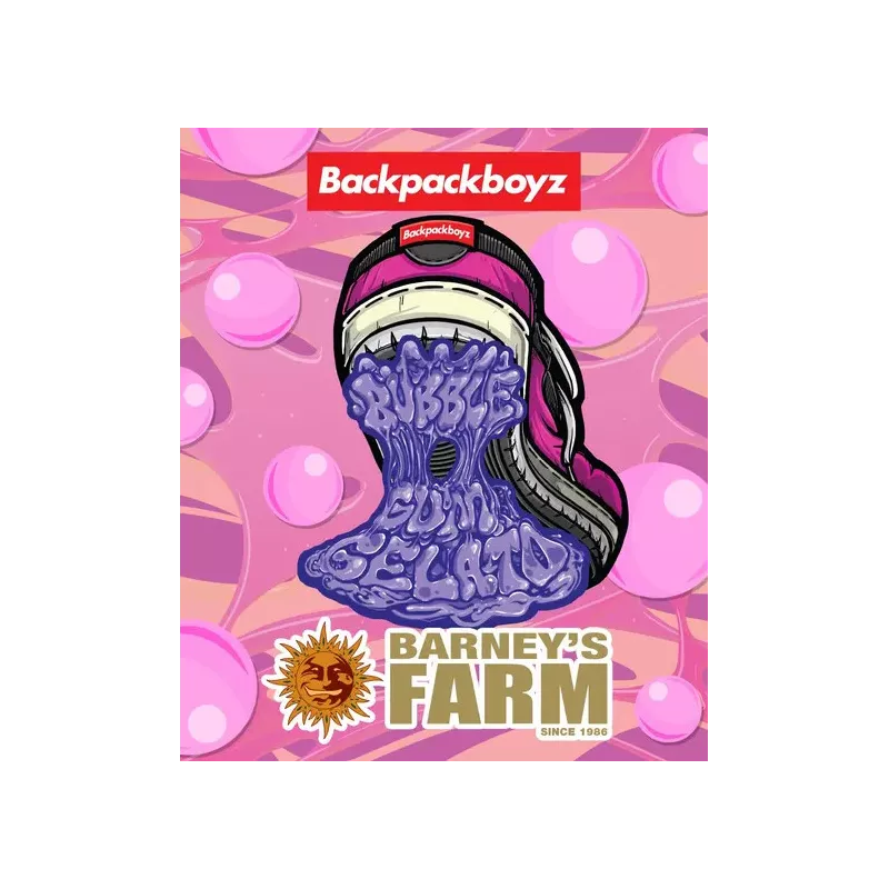 Bubblegum Gelato – Feminized Barney's Farm