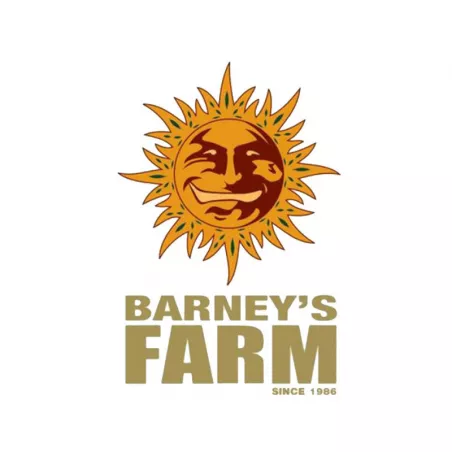 Papaya Frosting – Féminisée Barney's Farm