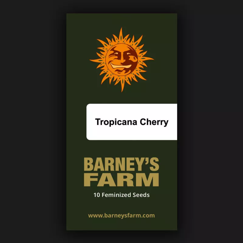 Tropicana Cherry – Féminisée Barney's Farm