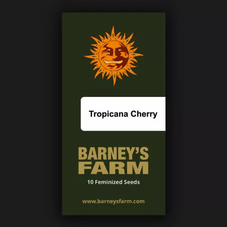 Tropicana Cherry – Féminisée Barney's Farm