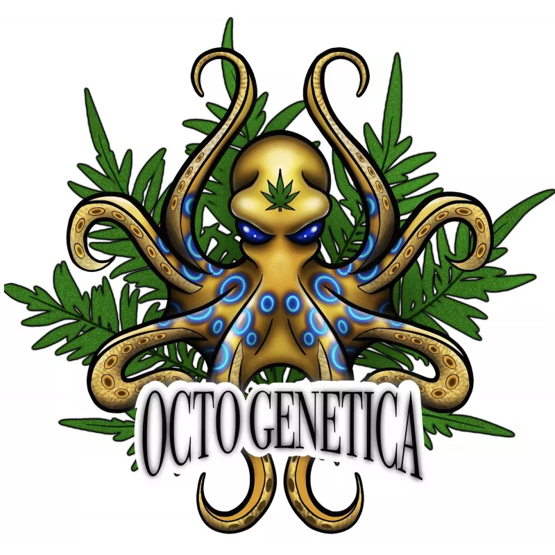 Freakshow Auto – Autoflowering Octo Genetica