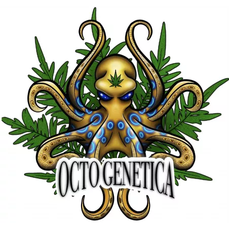 Double Diesel Auto – Autoflowering Octo Genetica